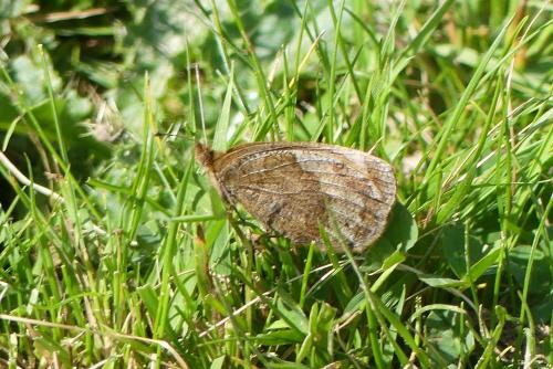 Réf. 239 248 : Erebia pronoe